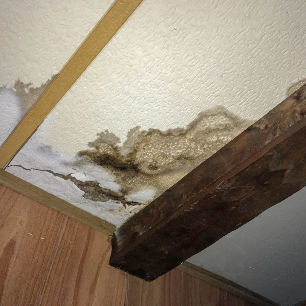 Home Inspection Red Flags in Memphis: Bugs, Mold & Other Surprises That Kill Deals